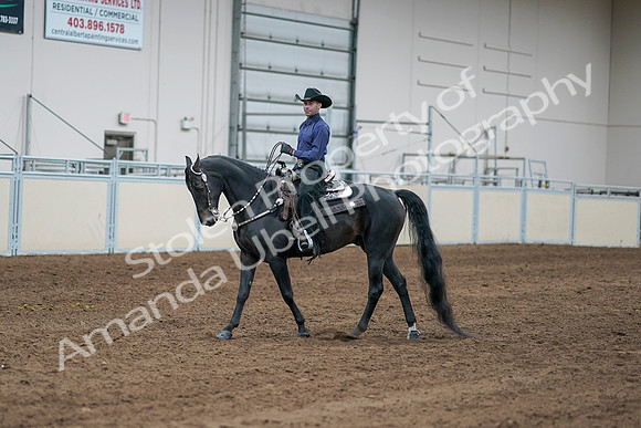 2020 - AB Morgan Horse - Sun, Sept 06 - 07639