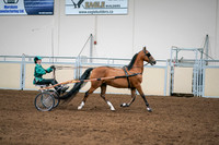 2020 - AB Morgan Horse - Sat, Sept 05 - 12456