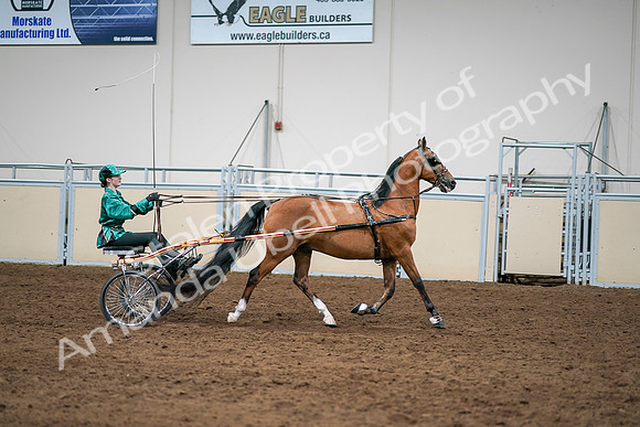 2020 - AB Morgan Horse - Sat, Sept 05 - 12456