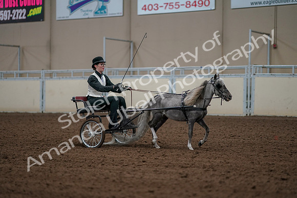 2019 Morgan Horse Show - Aug 30, 2019 - 13416