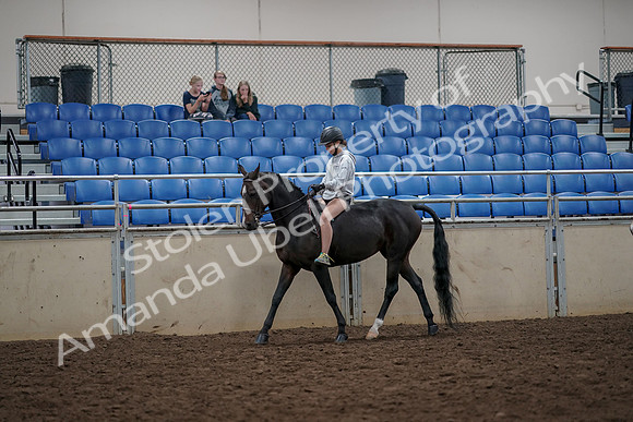 2019 Morgan Horse Show - Aug 30, 2019 - 31212