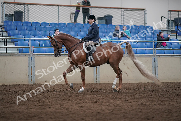 2019 Morgan Horse Show - Sept 01, 2019 - 08533
