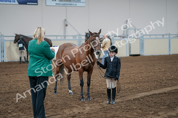 2020 - AB Morgan Horse - Fri, Sept 04 - 00834