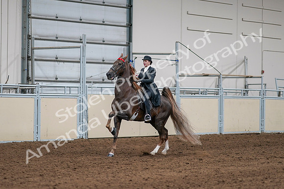 2020 - AB Morgan Horse - Sat, Sept 05 - 13088