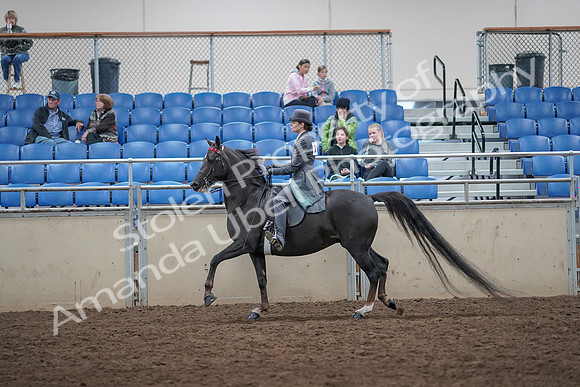 2019 Morgan Horse Show - Aug 31, 2019 - 09451