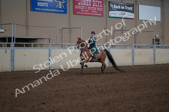 2019 Morgan Horse Show - Sept 01, 2019 - 13447