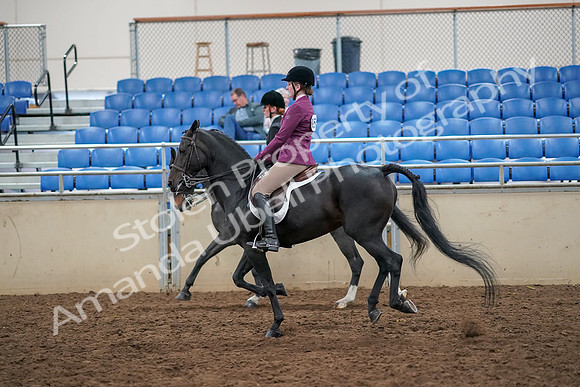 2019 Morgan Horse Show - Aug 30, 2019 - 23440