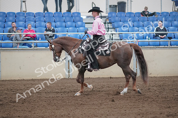 2019 Morgan Horse Show - Sept 01, 2019 - 06839