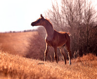 Arabians - 052