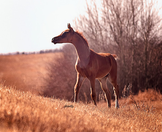 Arabians - 052