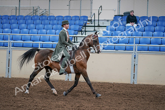 2020 - AB Morgan Horse - Fri, Sept 04 - 03435