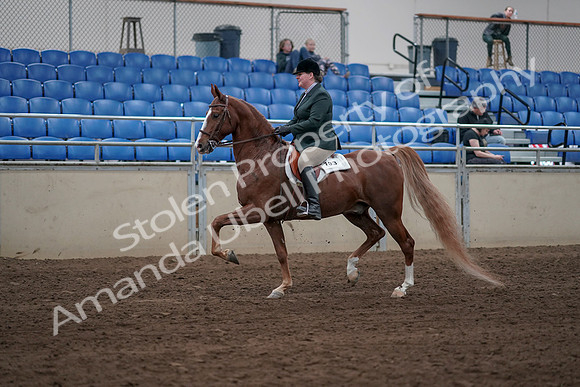 2019 Morgan Horse Show - Sept 01, 2019 - 12183