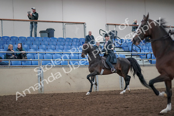 2019 Morgan Horse Show - Aug 31, 2019 - 08613