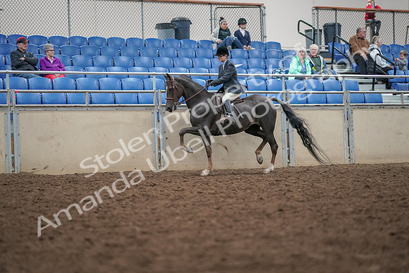 2019 Morgan Horse Show - Aug 30, 2019 - 20405