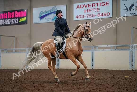 2019 Morgan Horse Show - Aug 30, 2019 - 22525