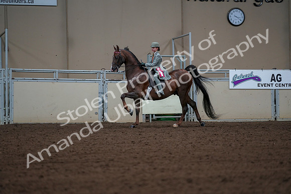 2019 Morgan Horse Show - Aug 30, 2019 - 18229