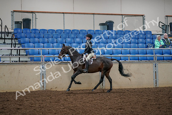 2019 Morgan Horse Show - Aug 30, 2019 - 23443