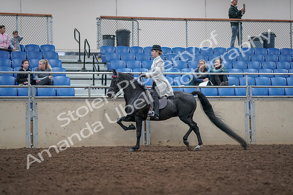 2019 Morgan Horse Show - Aug 31, 2019 - 09429