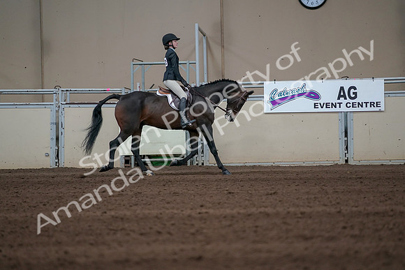 2019 Morgan Horse Show - Sept 01, 2019 - 03871