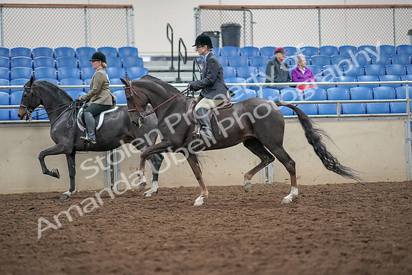 2019 Morgan Horse Show - Aug 30, 2019 - 20068