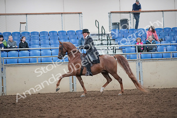 2019 Morgan Horse Show - Aug 31, 2019 - 12188