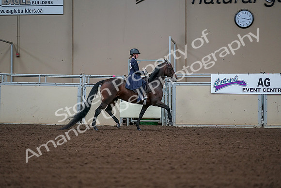 2019 Morgan Horse Show - Aug 30, 2019 - 18101