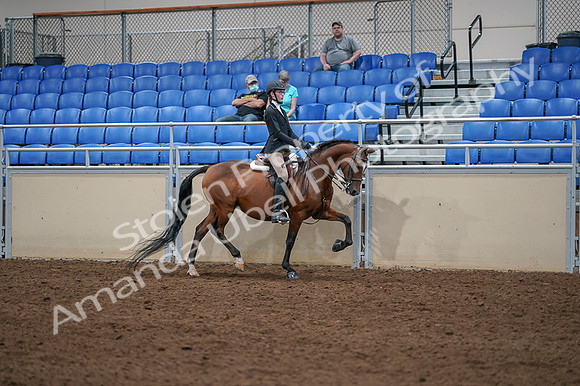 2020 - AB Morgan Horse - Fri, Sept 04 - 06118
