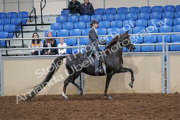 2020 - AB Morgan Horse - Sat, Sept 05 - 13959