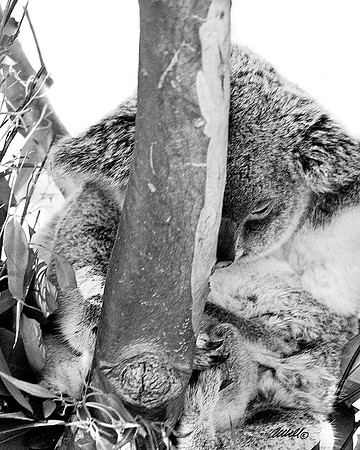 Zoo - 011bw
