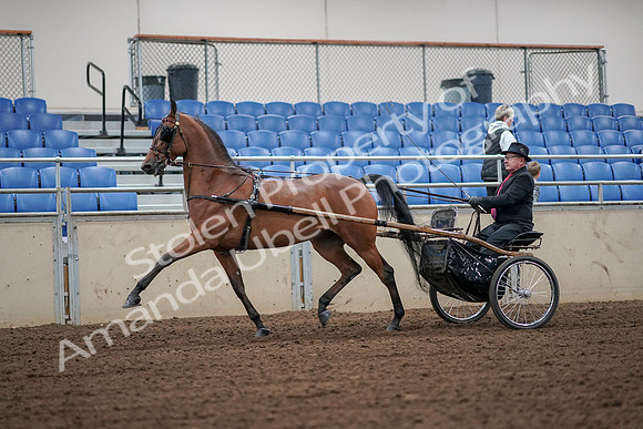 2019 Morgan Horse Show - Aug 30, 2019 - 13316