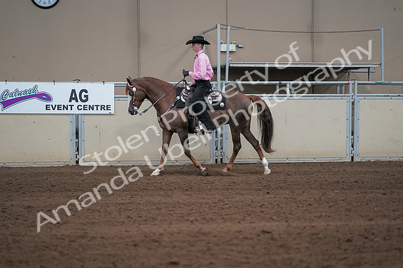 2019 Morgan Horse Show - Sept 01, 2019 - 06898