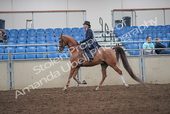 2019 Morgan Horse Show - Aug 31, 2019 - 08668