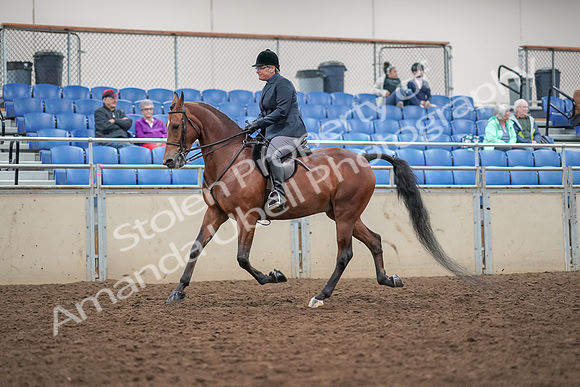 2019 Morgan Horse Show - Aug 30, 2019 - 20195