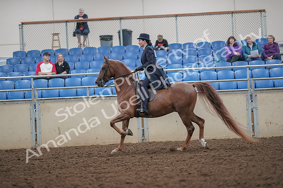 2019 Morgan Horse Show - Aug 30, 2019 - 26780