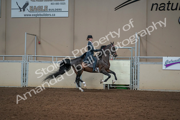 2019 Morgan Horse Show - Aug 30, 2019 - 25331