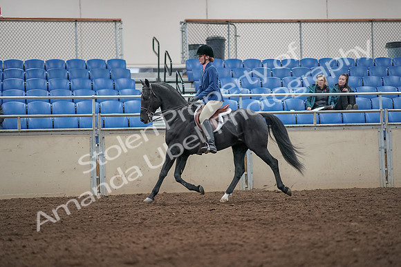 2019 Morgan Horse Show - Aug 31, 2019 - 07224