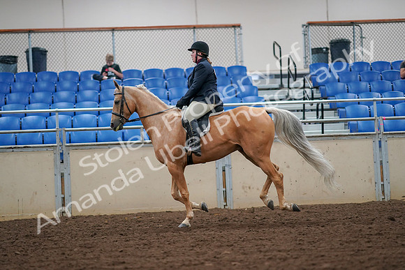 2019 Morgan Horse Show - Aug 30, 2019 - 16329