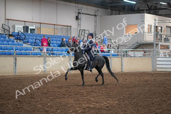 2019 Morgan Horse Show - Aug 30, 2019 - 12159