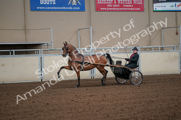2019 Morgan Horse Show - Aug 30, 2019 - 13057