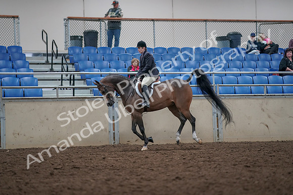 2019 Morgan Horse Show - Aug 31, 2019 - 16037