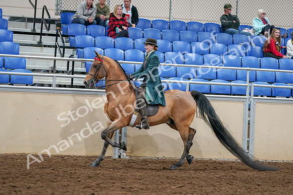 2020 - AB Morgan Horse - Sat, Sept 05 - 13598
