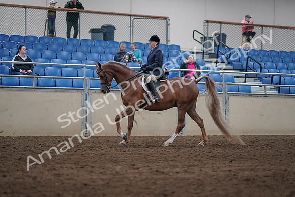 2019 Morgan Horse Show - Sept 01, 2019 - 08663