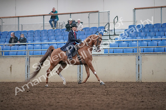2019 Morgan Horse Show - Aug 31, 2019 - 08927
