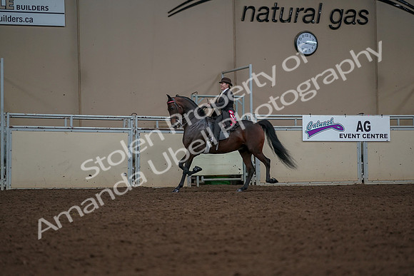 2019 Morgan Horse Show - Aug 30, 2019 - 28308