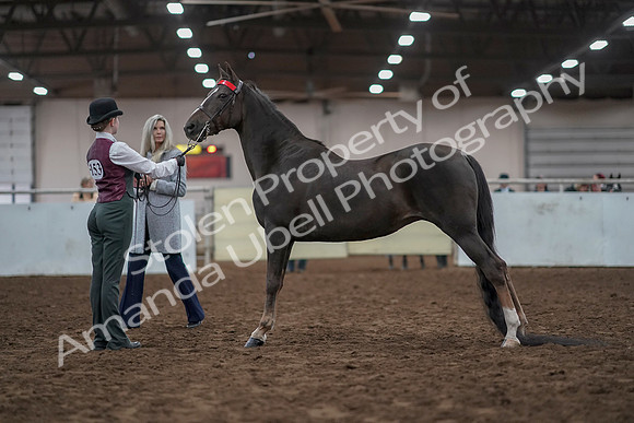 2019 Morgan Horse Show - Aug 31, 2019 - 02009