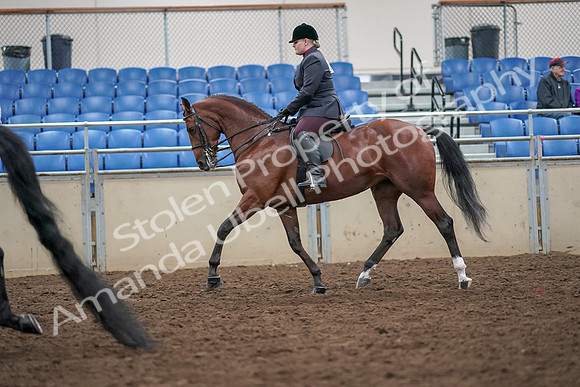 2019 Morgan Horse Show - Aug 30, 2019 - 20090