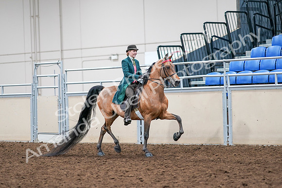 2020 - AB Morgan Horse - Sat, Sept 05 - 14019