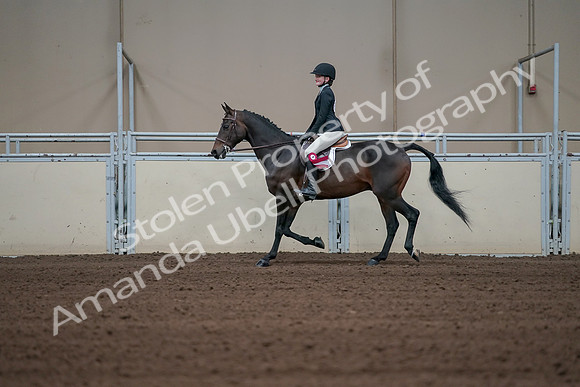 2019 Morgan Horse Show - Sept 01, 2019 - 03992