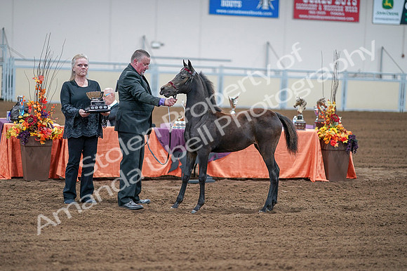 2020 - AB Morgan Horse - Fri, Sept 04 - 06218