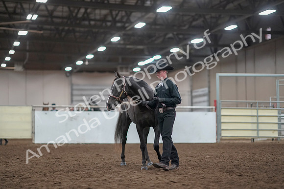 2019 Morgan Horse Show - Aug 31, 2019 - 02052